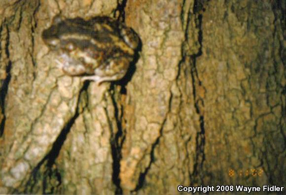 Eastern Spadefoot (Scaphiopus holbrookii)