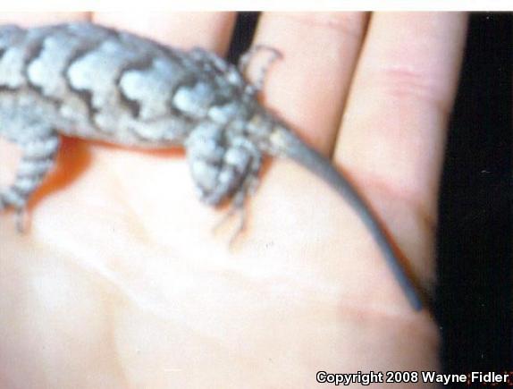 Eastern Fence Lizard (Sceloporus undulatus)