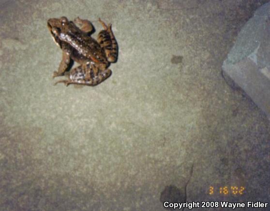 Northern Green Frog (Lithobates clamitans melanota)