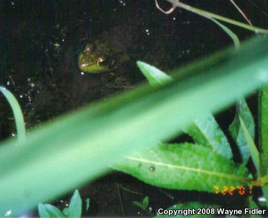 Northern Green Frog (Lithobates clamitans melanota)