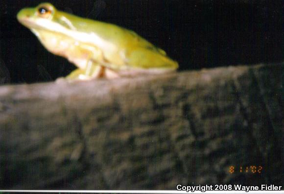 Green Treefrog (Hyla cinerea)