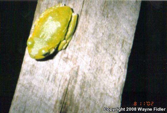 Green Treefrog (Hyla cinerea)