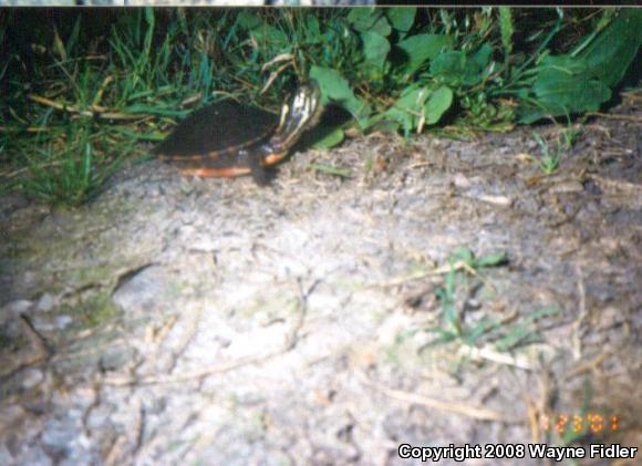 Midland Painted Turtle (Chrysemys picta marginata)