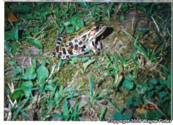 Northern Leopard Frog (Lithobates pipiens)