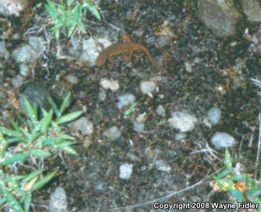 Red-Spotted Newt (Notophthalmus viridescens viridescens)