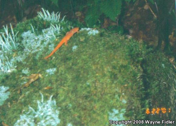 Red-Spotted Newt (Notophthalmus viridescens viridescens)