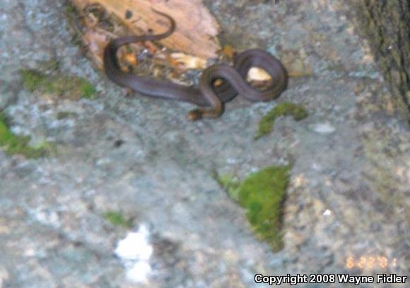 Northern Red-bellied Snake (Storeria occipitomaculata occipitomaculata)