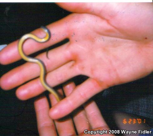 Northern Ring-necked Snake (Diadophis punctatus edwardsii)