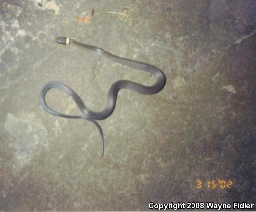 Northern Ring-necked Snake (Diadophis punctatus edwardsii)