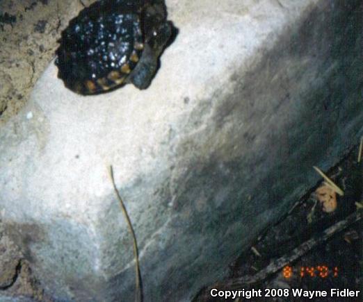 Eastern Snapping Turtle (Chelydra serpentina serpentina)