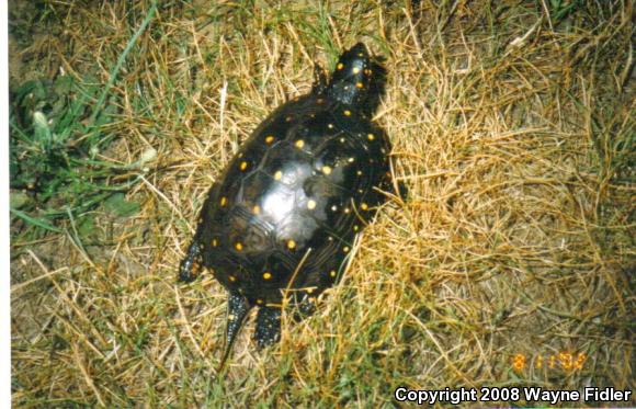 Spotted Turtle (Clemmys guttata)