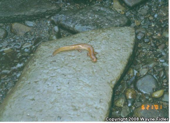 Northern Spring Salamander (Gyrinophilus porphyriticus porphyriticus)