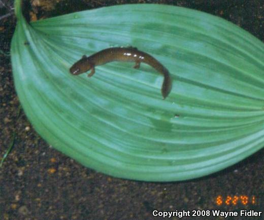 Northern Spring Salamander (Gyrinophilus porphyriticus porphyriticus)