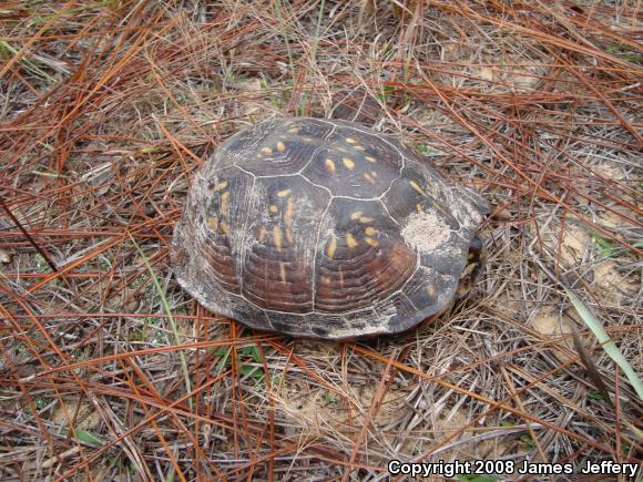 Eastern Box Turtle (Terrapene carolina)