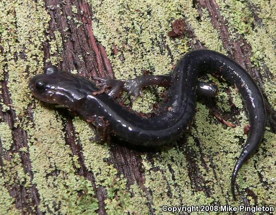 Northern Gray-cheeked Salamander (Plethodon montanus)