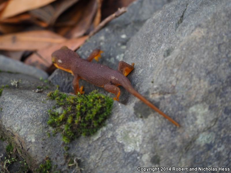 Coast Range Newt (Taricha torosa torosa)