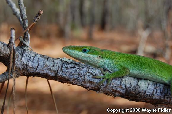 Northern Green Anole (Anolis carolinensis carolinensis)