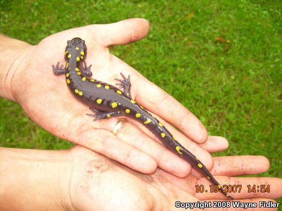 Spotted Salamander (Ambystoma maculatum)