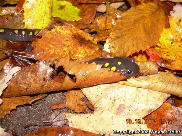 Spotted Salamander (Ambystoma maculatum)