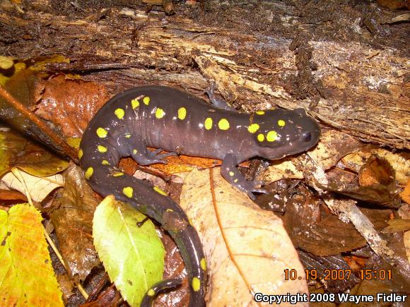 Spotted Salamander (Ambystoma maculatum)