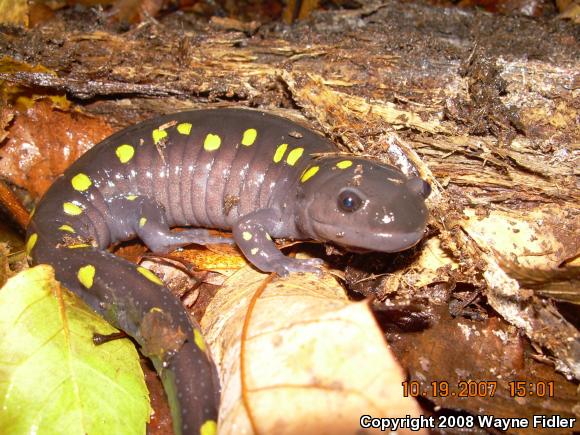 Spotted Salamander (Ambystoma maculatum)