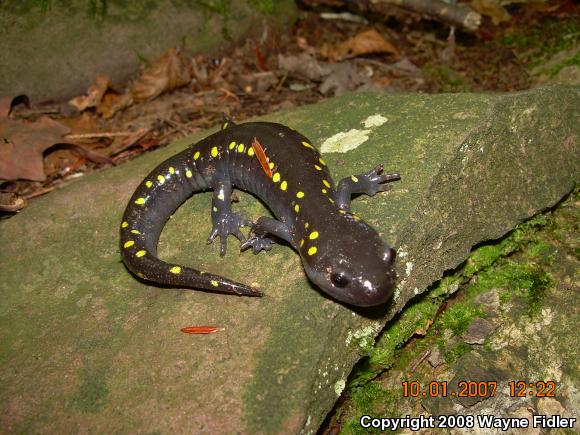 Spotted Salamander (Ambystoma maculatum)