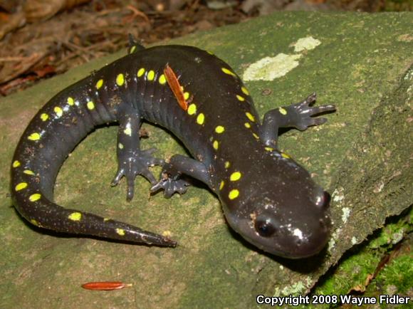 Spotted Salamander (Ambystoma maculatum)