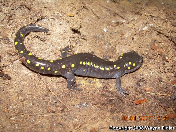 Spotted Salamander (Ambystoma maculatum)