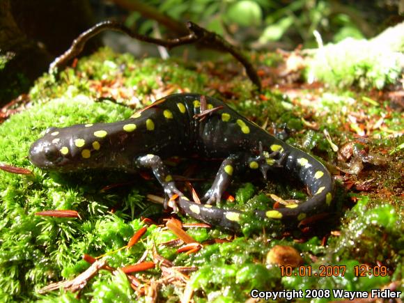 Spotted Salamander (Ambystoma maculatum)