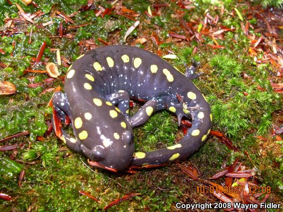 Spotted Salamander (Ambystoma maculatum)