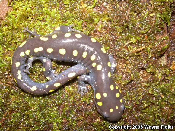 Spotted Salamander (Ambystoma maculatum)