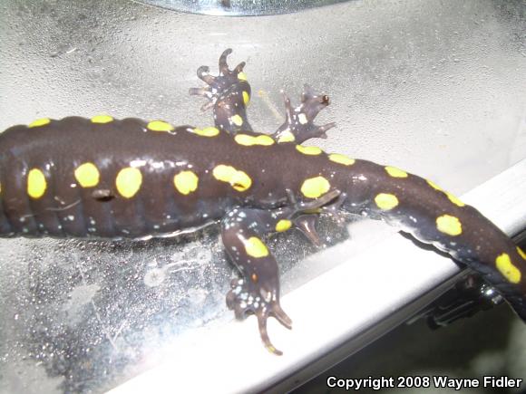 Spotted Salamander (Ambystoma maculatum)