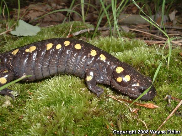 Spotted Salamander (Ambystoma maculatum)