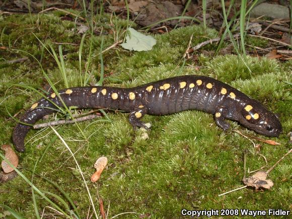 Spotted Salamander (Ambystoma maculatum)