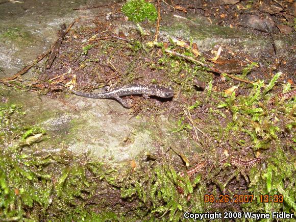 Northern Slimy Salamander (Plethodon glutinosus)