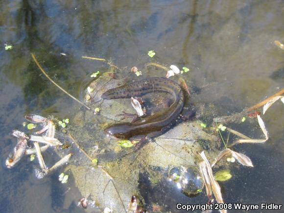 Red-Spotted Newt (Notophthalmus viridescens viridescens)