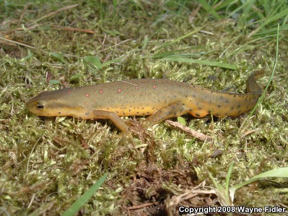 Red-Spotted Newt (Notophthalmus viridescens viridescens)