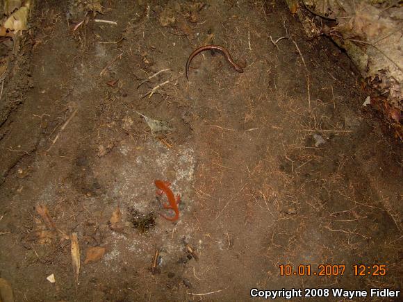 Red-Spotted Newt (Notophthalmus viridescens viridescens)