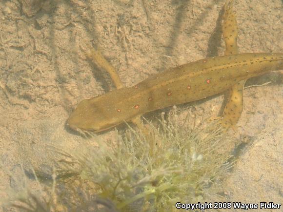 Red-Spotted Newt (Notophthalmus viridescens viridescens)