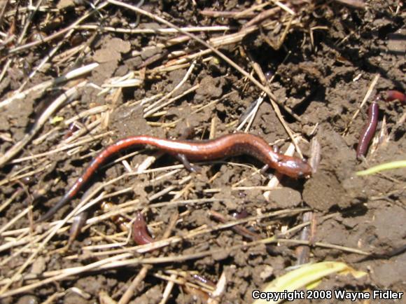 Eastern Red-backed Salamander (Plethodon cinereus)