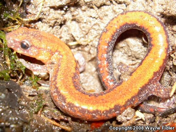 Eastern Red-backed Salamander (Plethodon cinereus)