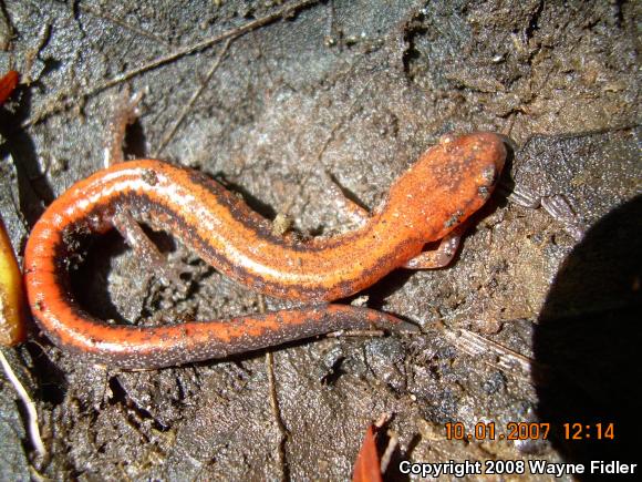 Eastern Red-backed Salamander (Plethodon cinereus)