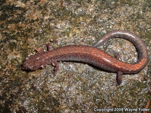 Eastern Red-backed Salamander (Plethodon cinereus)