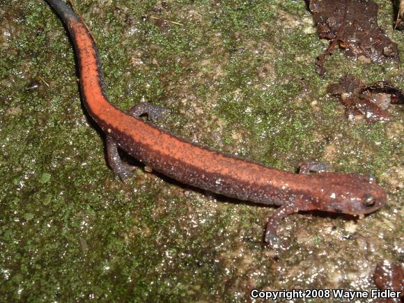 Eastern Red-backed Salamander (Plethodon cinereus)