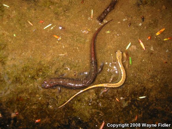 Northern Two-lined Salamander (Eurycea bislineata)