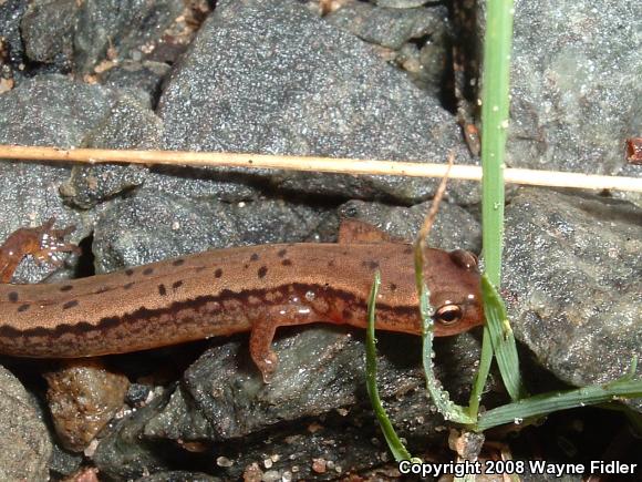 Northern Two-lined Salamander (Eurycea bislineata)