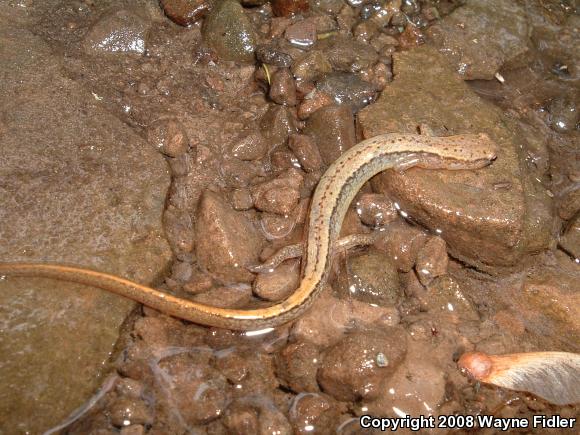 Northern Two-lined Salamander (Eurycea bislineata)