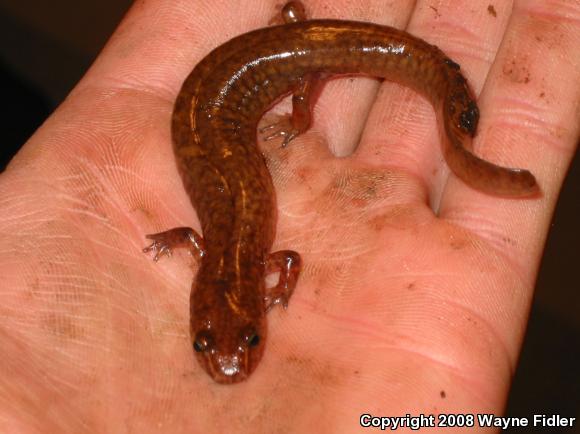 Northern Spring Salamander (Gyrinophilus porphyriticus porphyriticus)