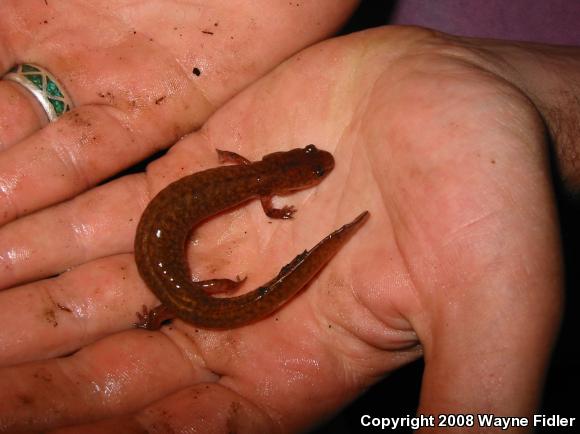 Northern Spring Salamander (Gyrinophilus porphyriticus porphyriticus)