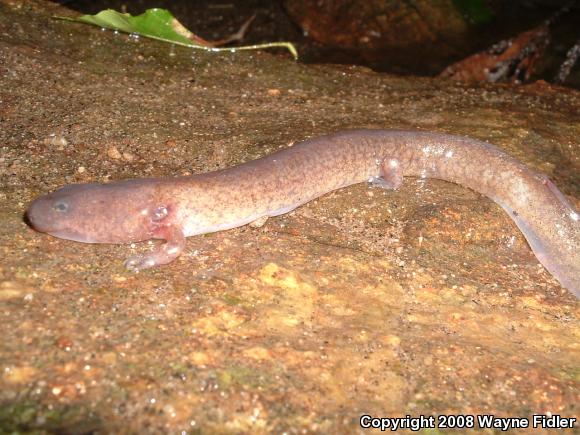 Northern Spring Salamander (Gyrinophilus porphyriticus porphyriticus)